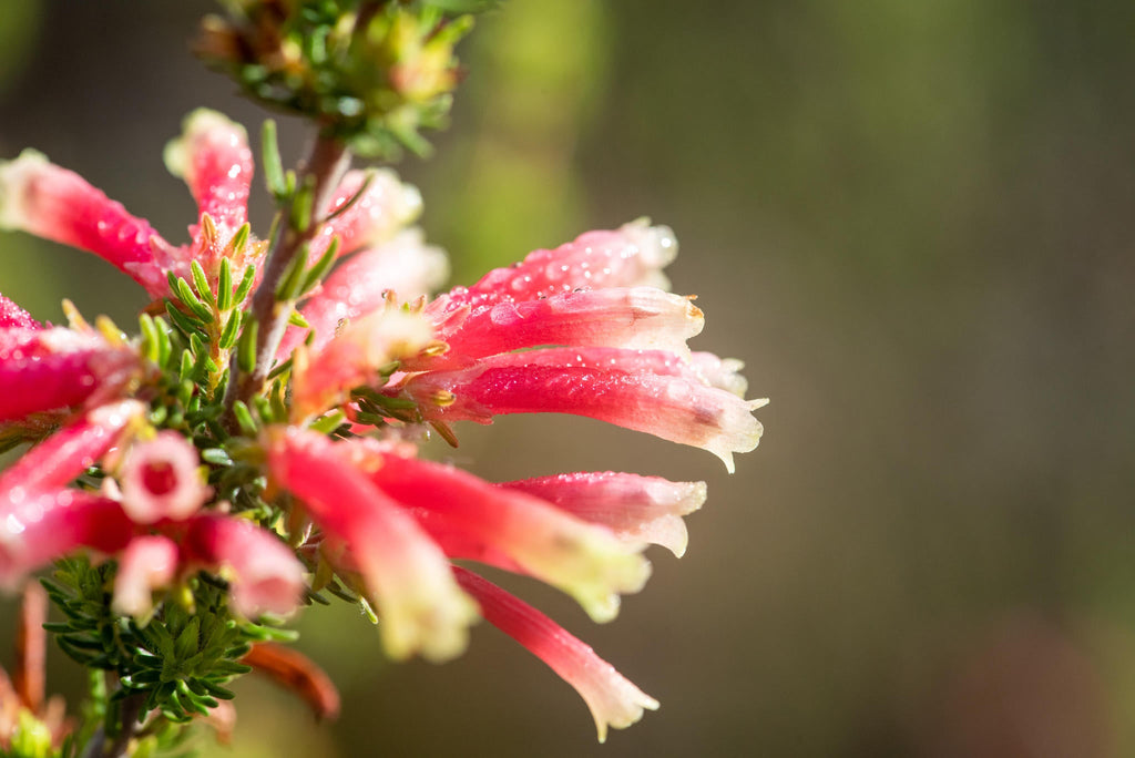 Guided Fynbos Bush Walks gallery image 2