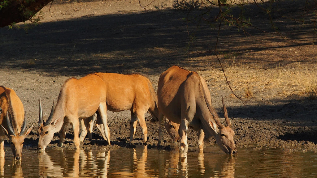 Lodge Waterhole gallery image 3