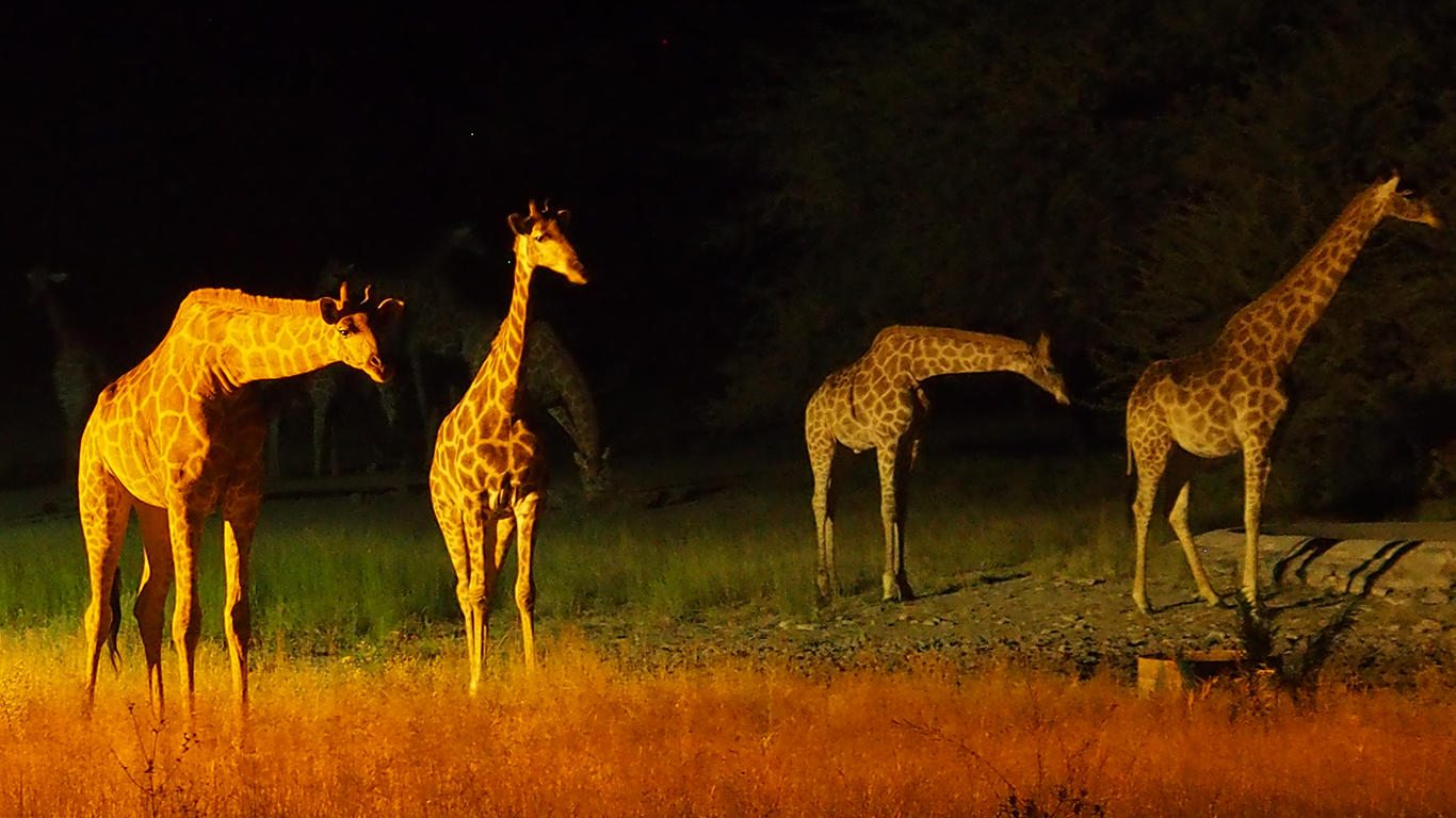 Lodge Waterhole