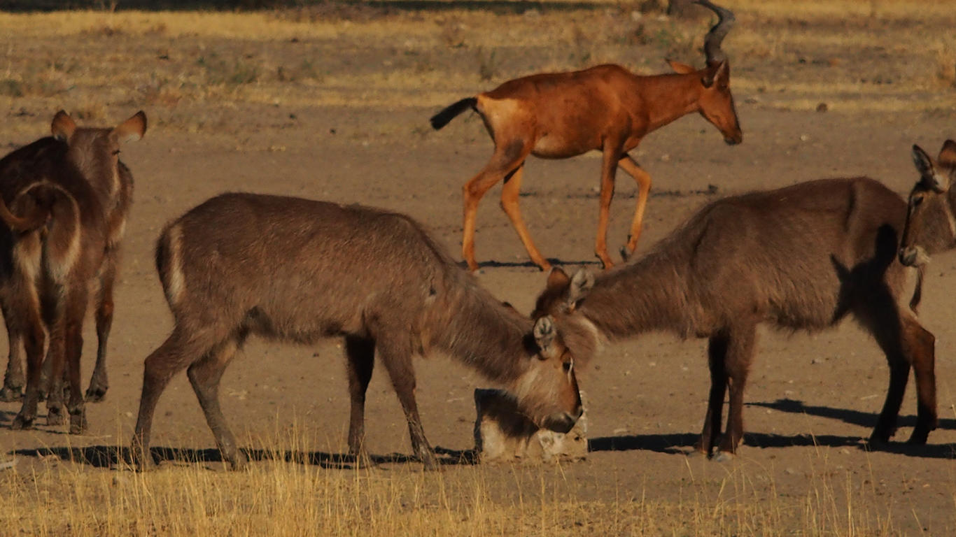 Lodge Waterhole gallery image 2