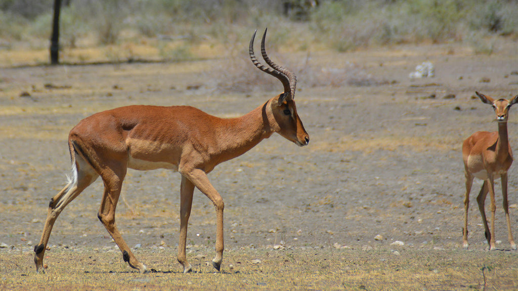 Lodge Waterhole gallery image 4