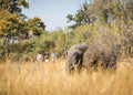 Walking safaris gallery image 1