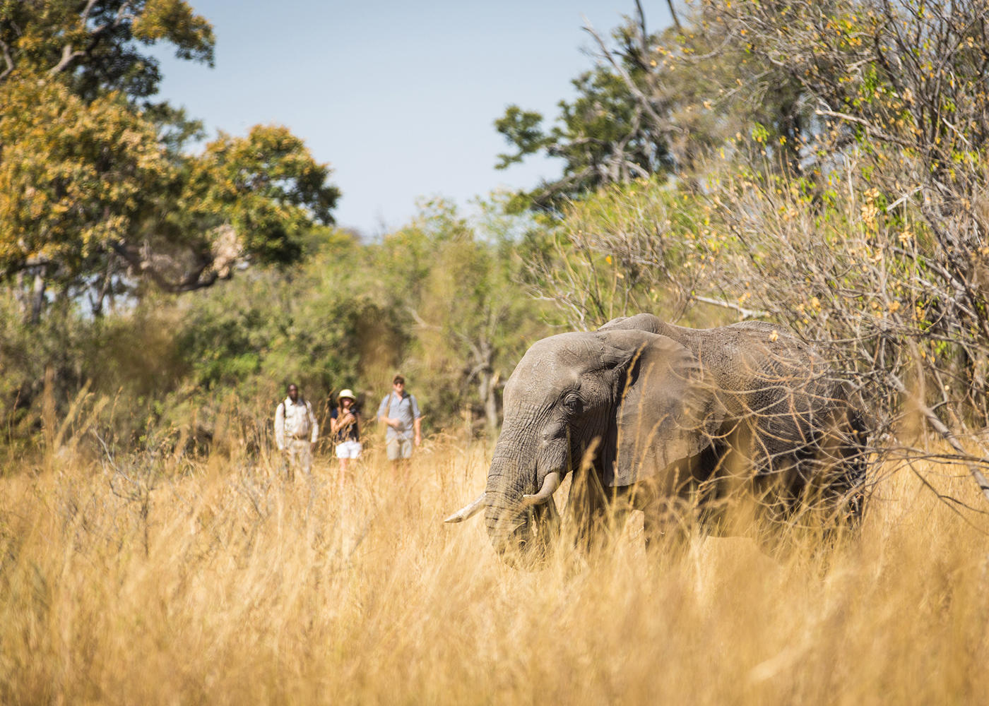 Walking safaris