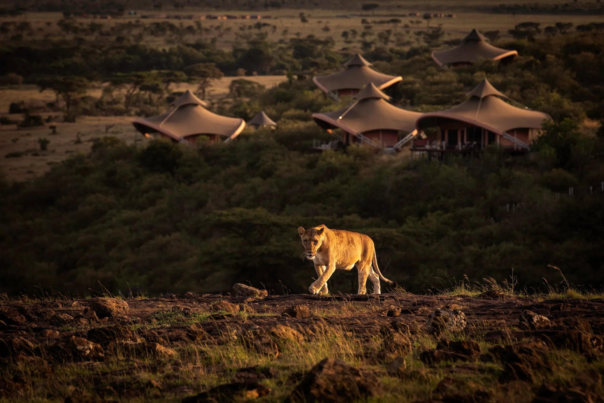 Lions outside camp at Mahali Mzuri, Olare Motorogi Conservancy, Kenya.