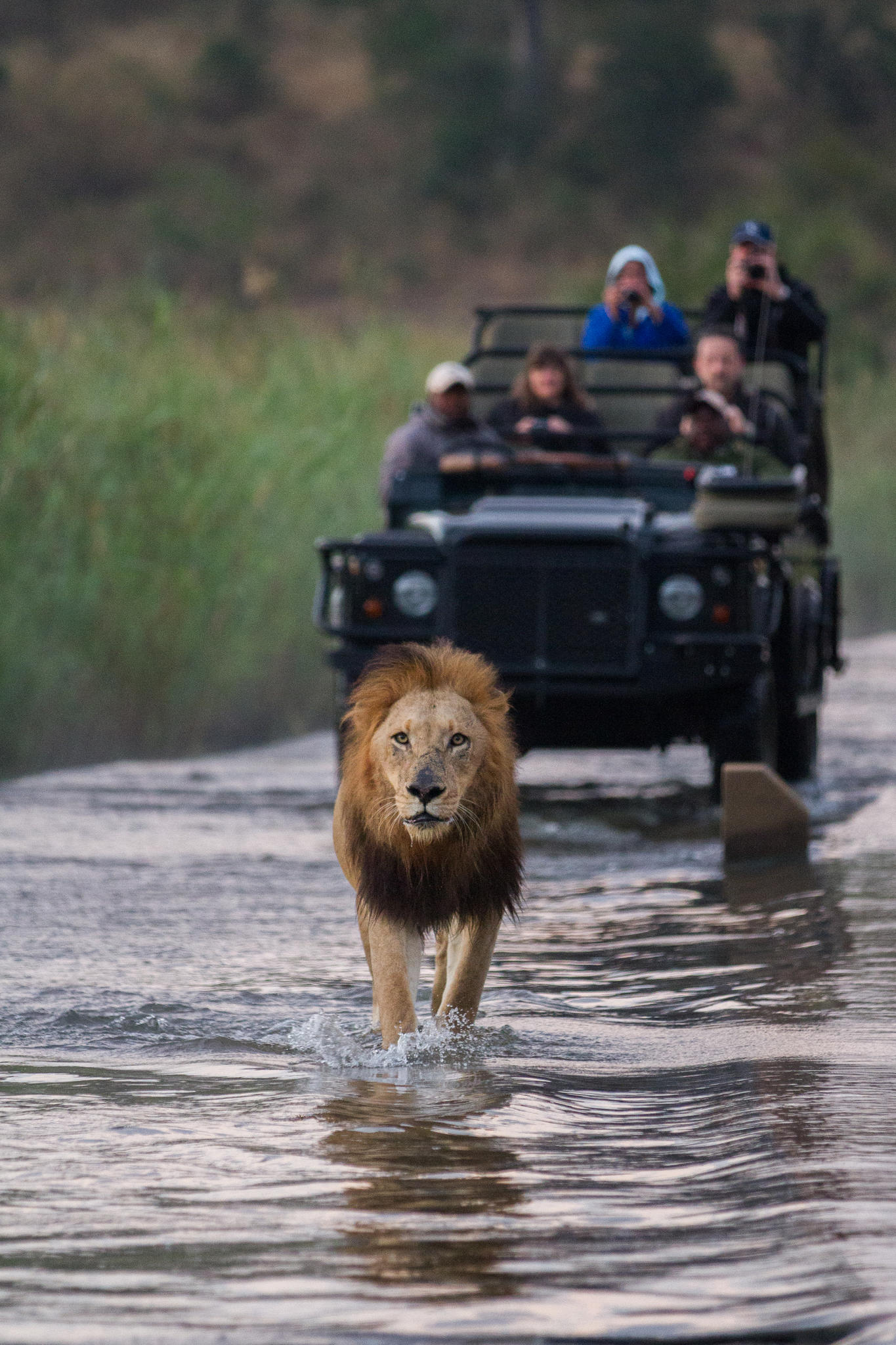 Game Drives  gallery image 1