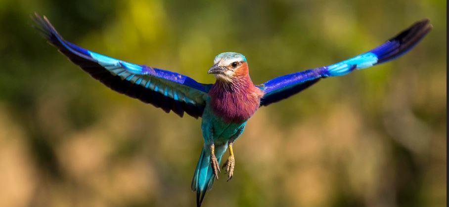 Nature Walk and Birding gallery image 2