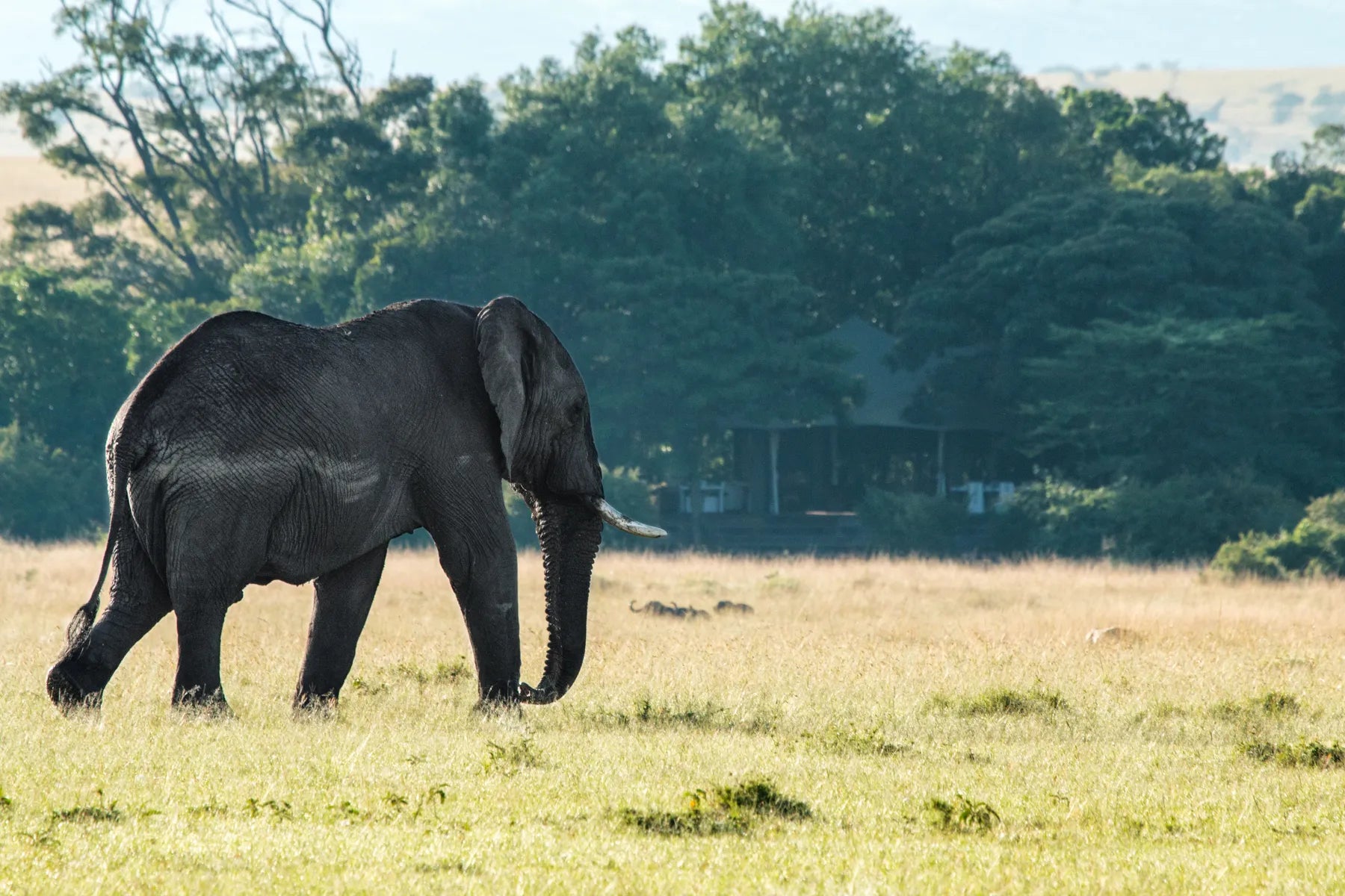 Mara Plains Tent Exterior View at Mara Plains Camp, Olare Motorogi Conservancy, Kenya.