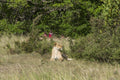 Safari gallery image 1