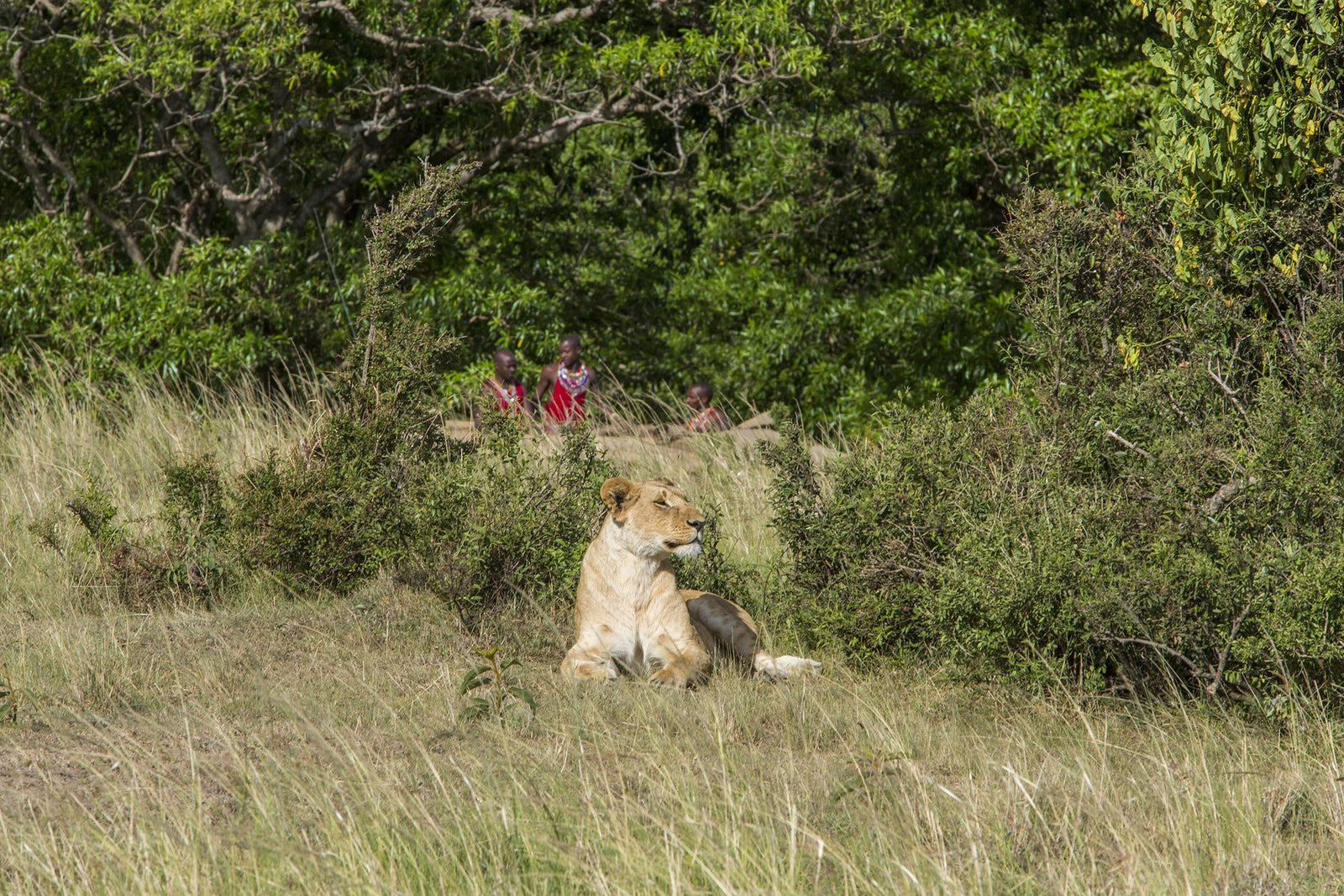Safari
