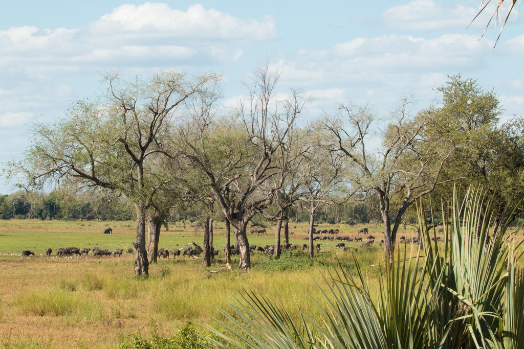 Game Drives in Gonarezhou National Park  gallery image 9