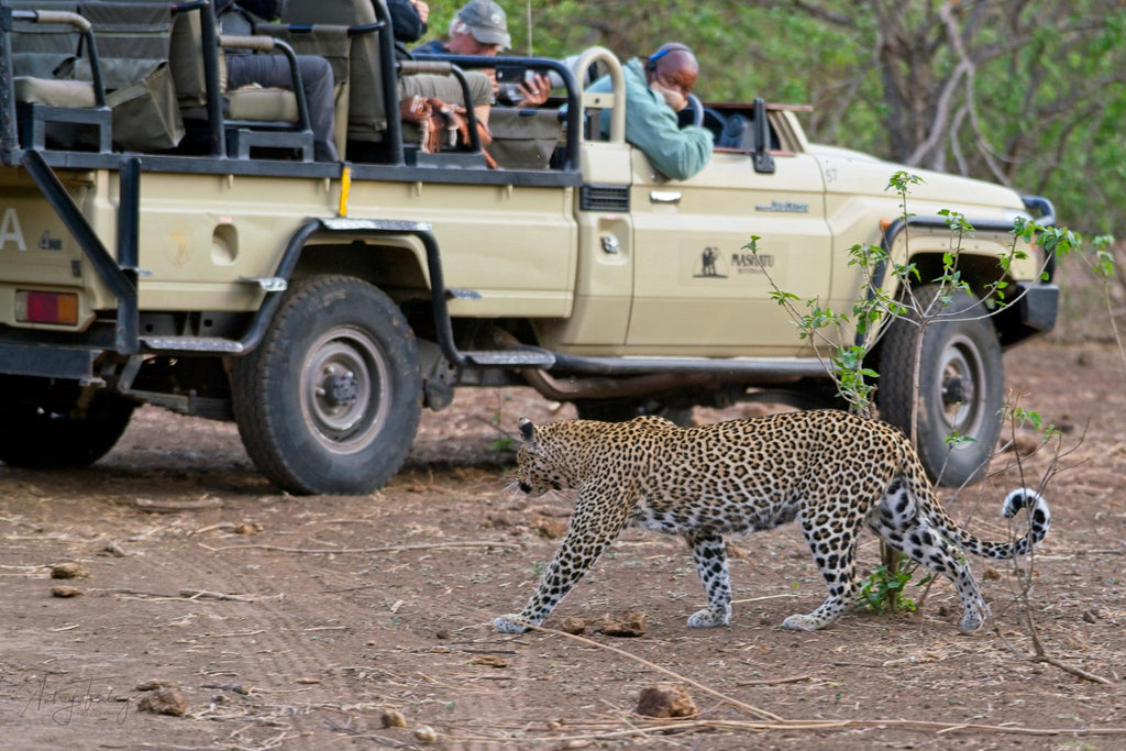 Game Drives gallery image 2