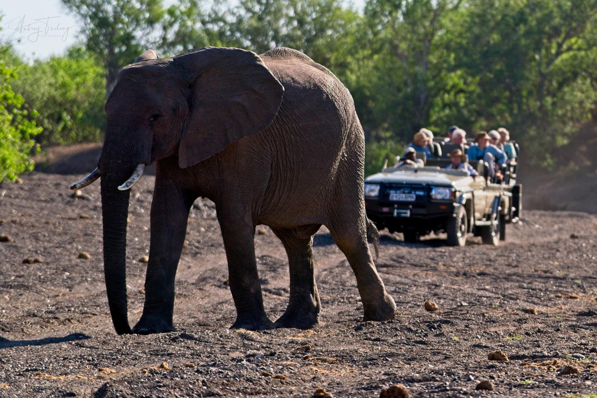 Game Drives