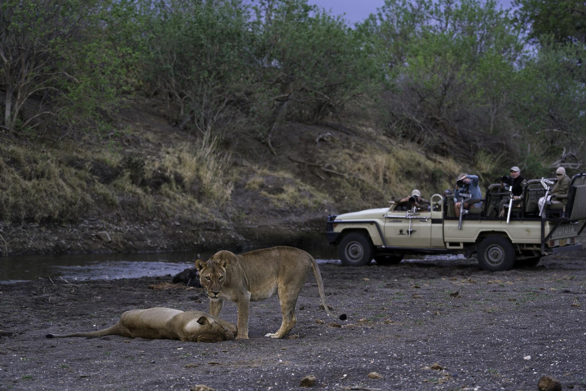 Game Drives gallery image 3