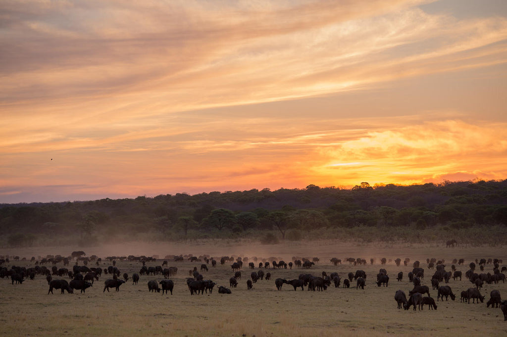 Game Drives, Safaris gallery image 9