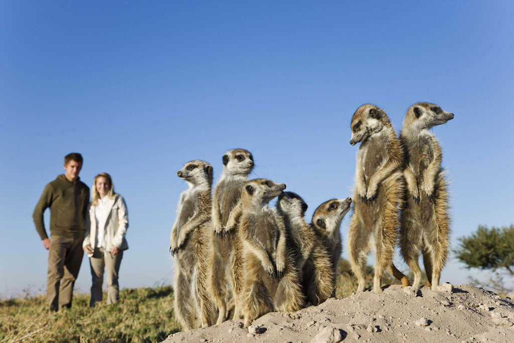 Meet the Meerkats gallery image 3