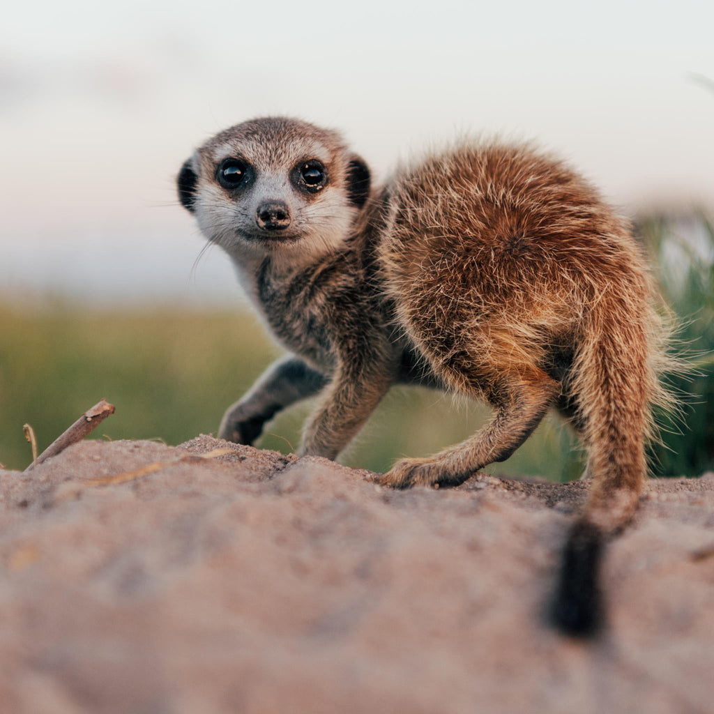 Meet the Meerkats gallery image 5