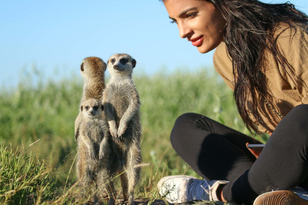 Meet the Meerkats gallery image 6