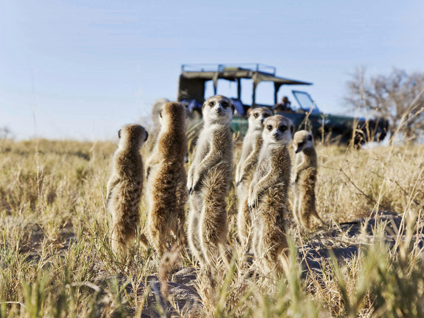 Meet the Meerkats
