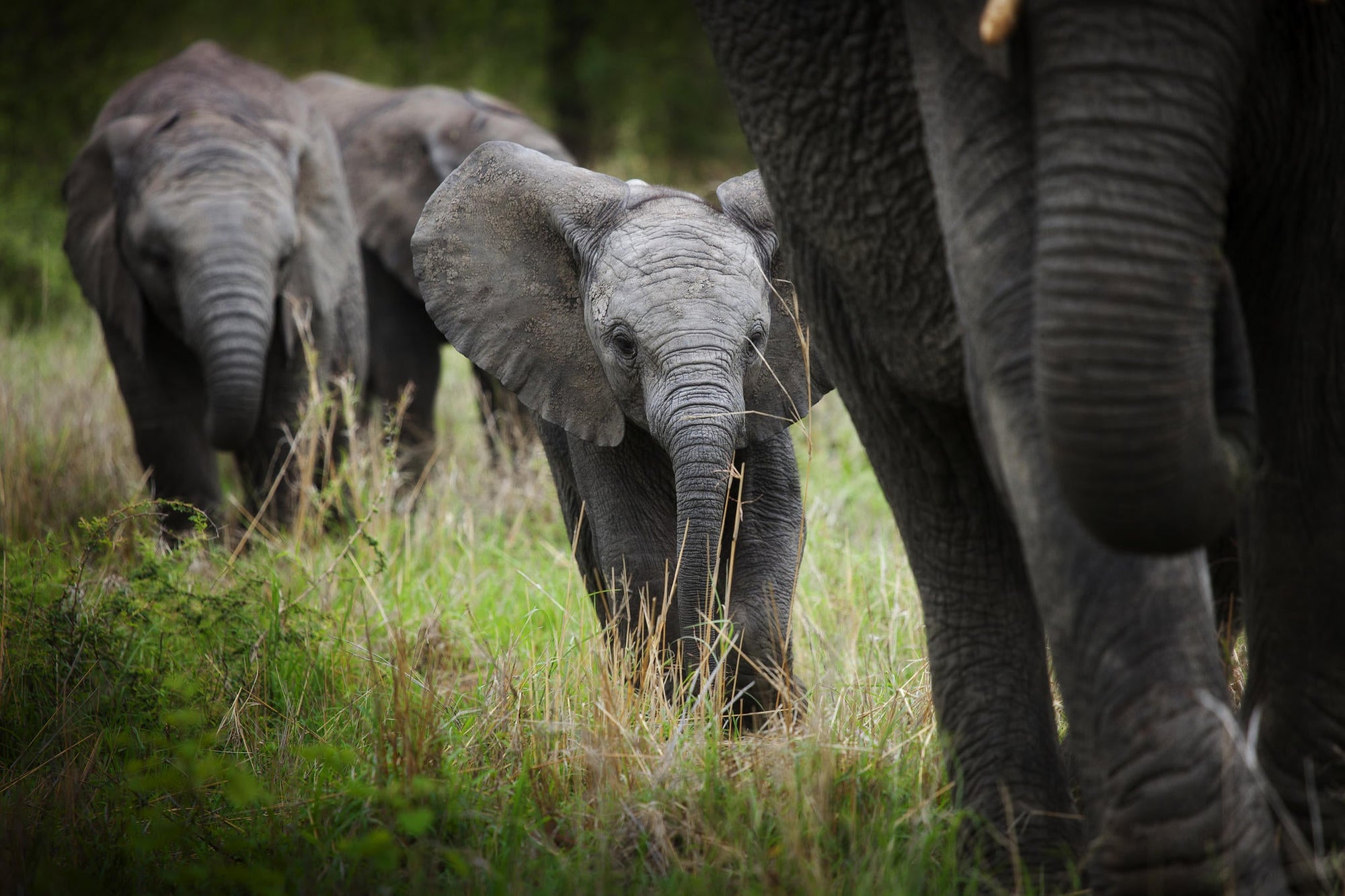 Game Drives  gallery image 17