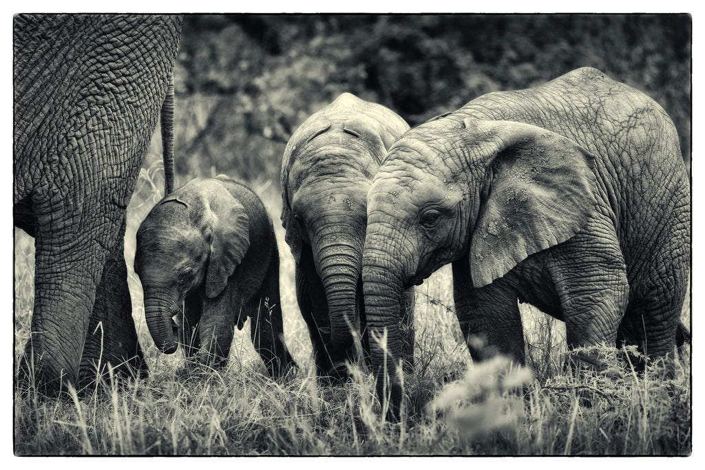 Game Drives  gallery image 18