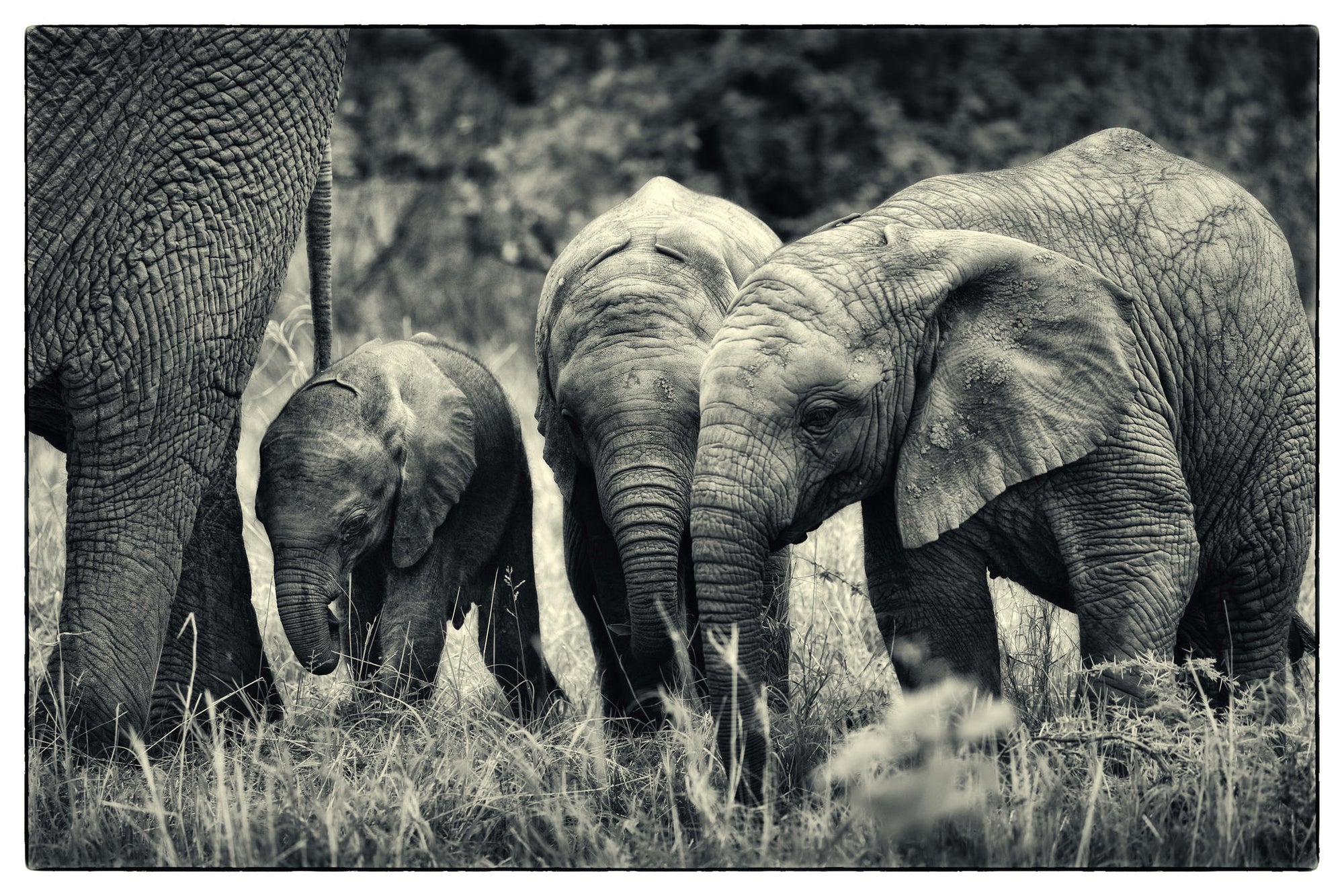 Game Drives  gallery image 18