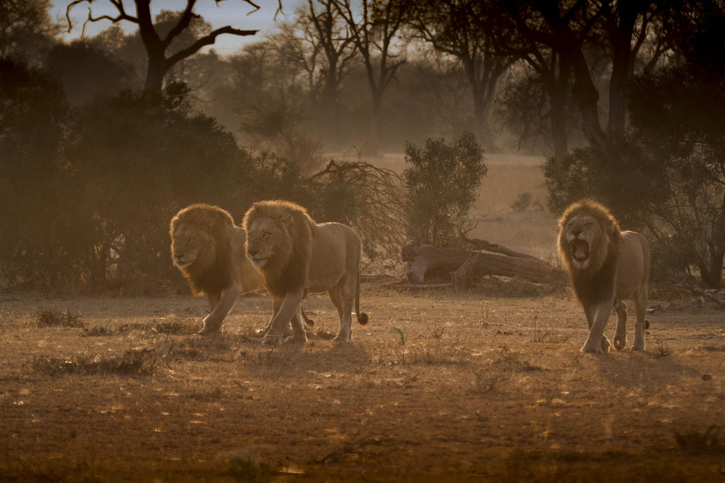 Game Drives  gallery image 19