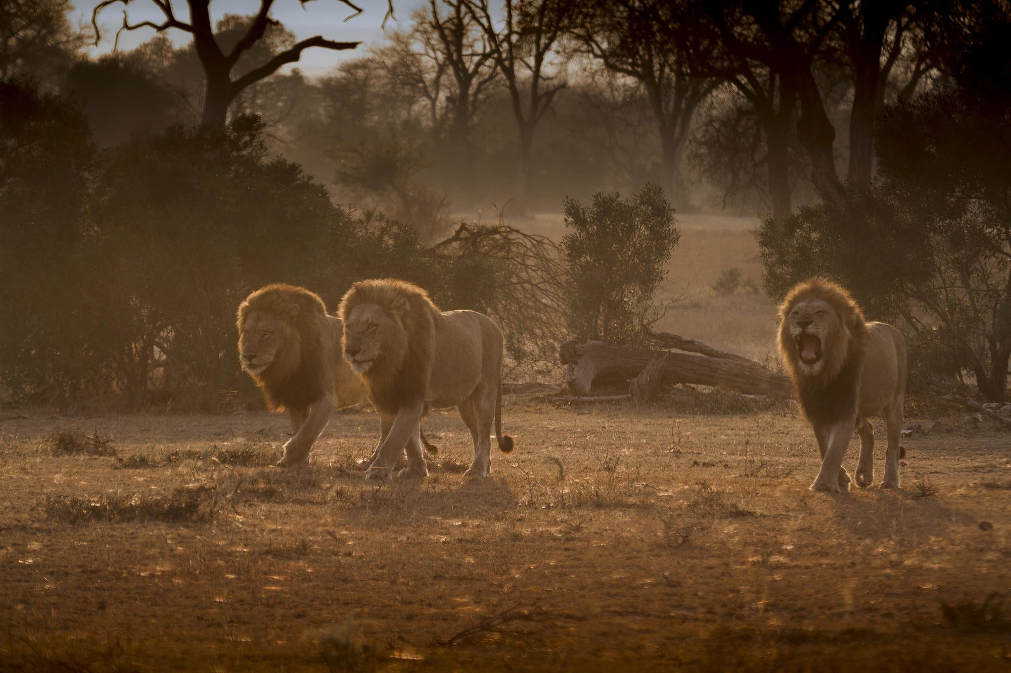 Game Drives  gallery image 19