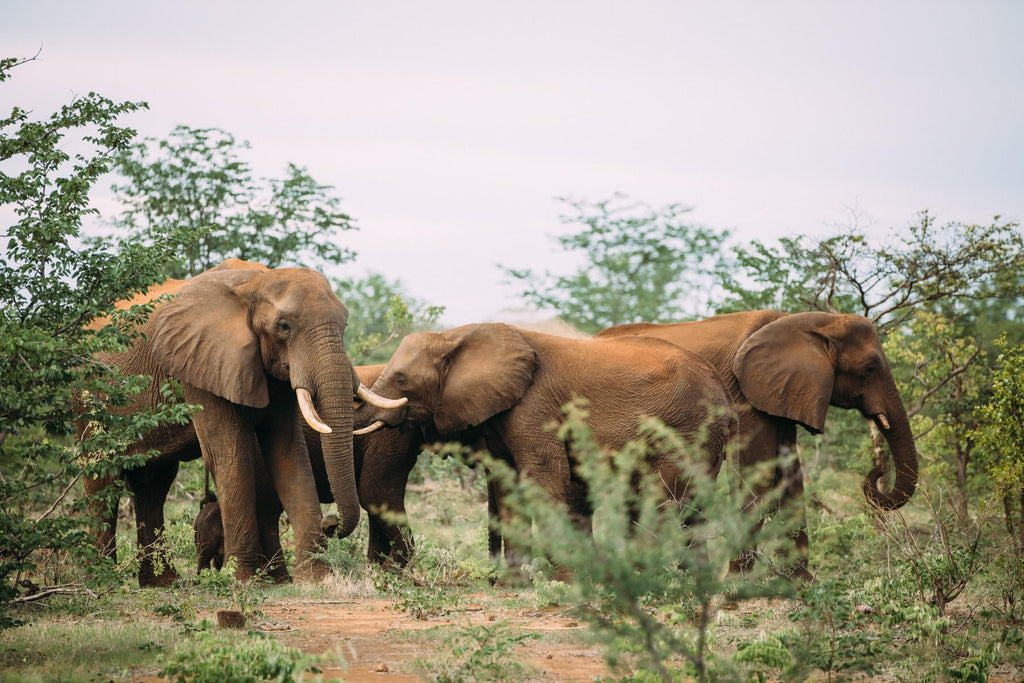 Elephant Conservation Experience  gallery image 2