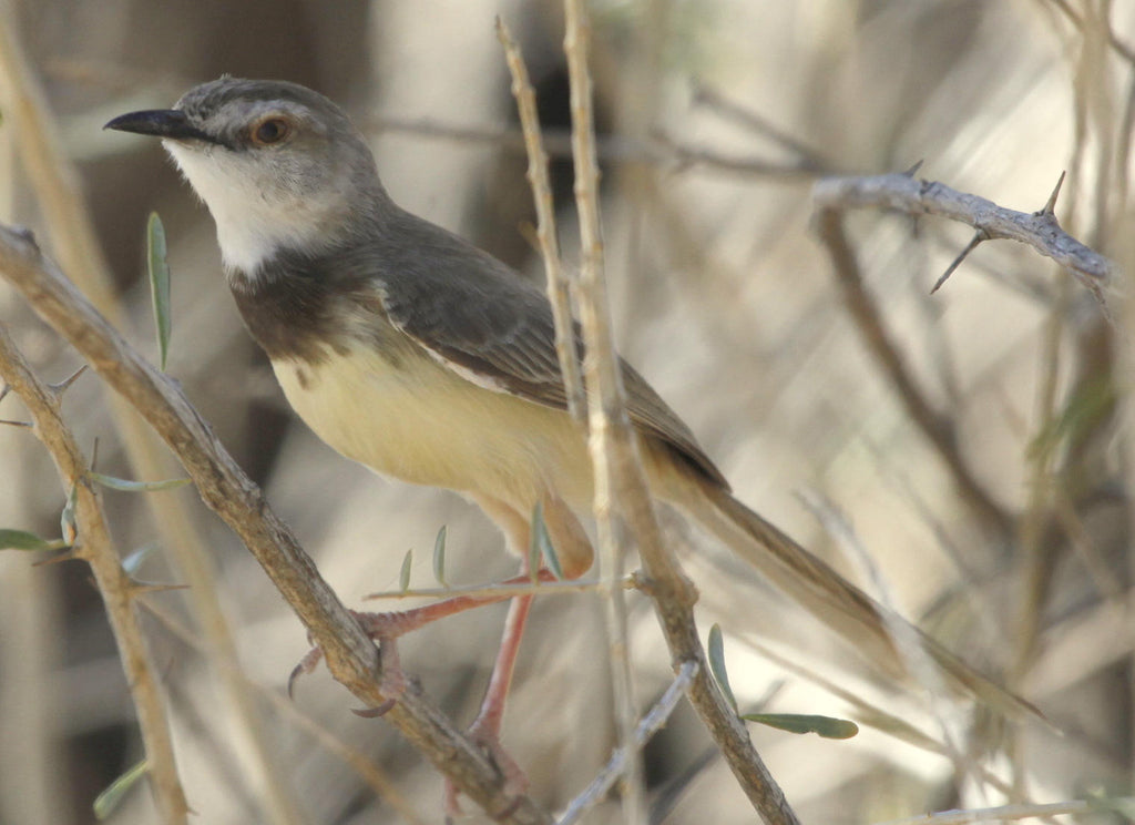 Birding gallery image 3