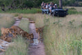 Game Drives  gallery image 1