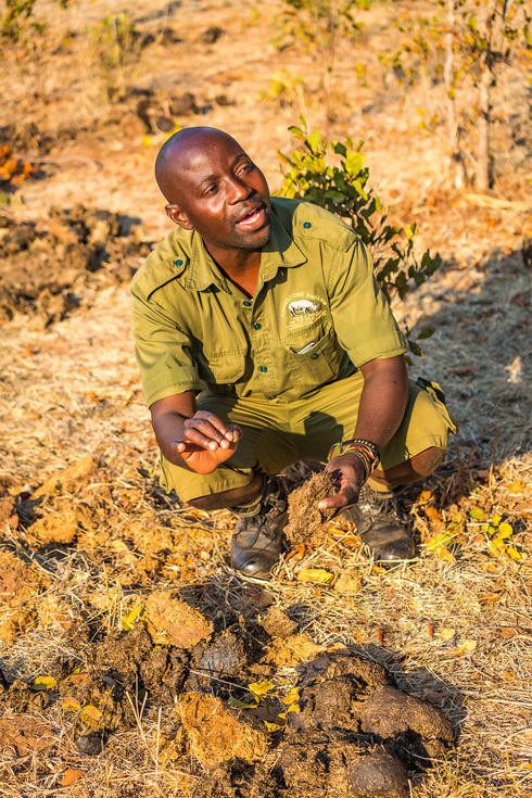 Walking Safari - Tracking Livingstone's White Rhino