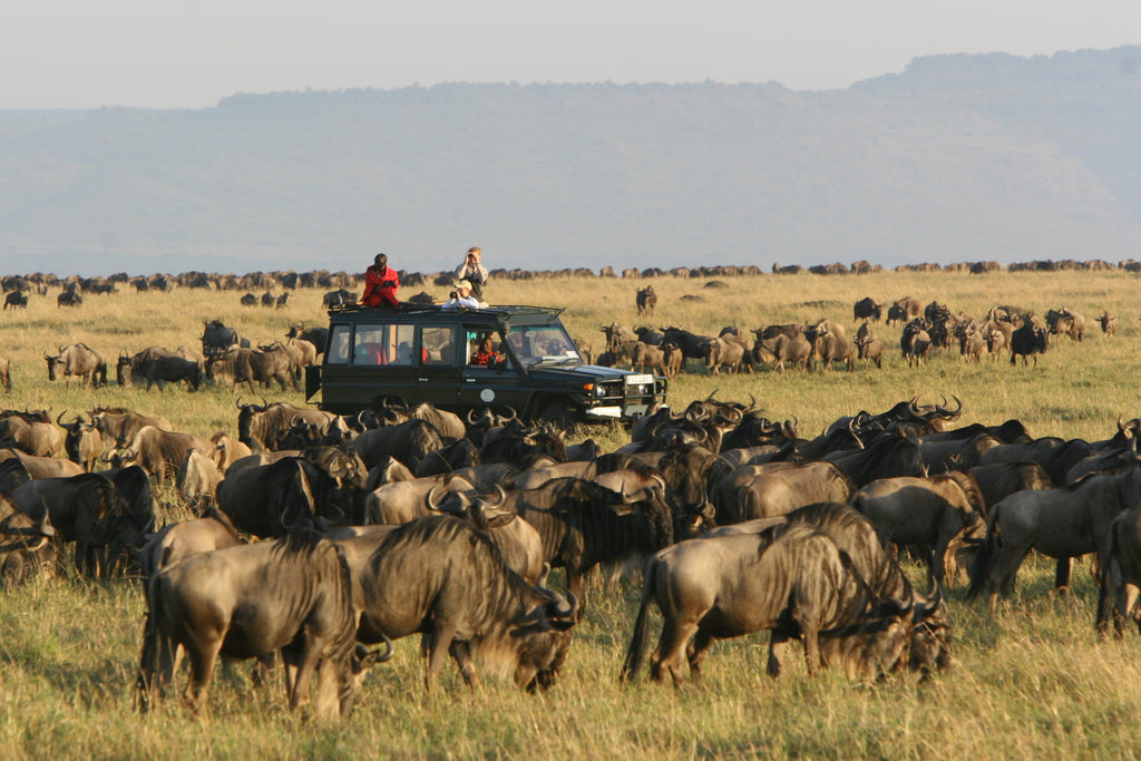 Game Drives gallery image 2