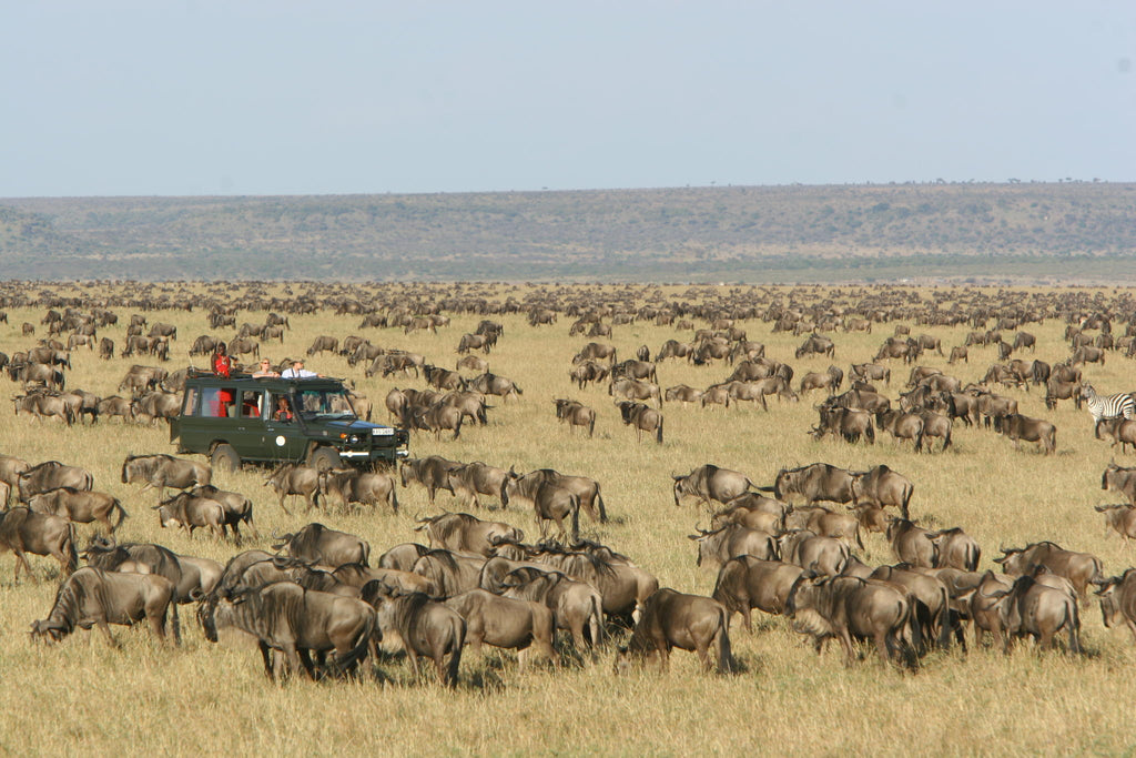 Game Drives gallery image 3