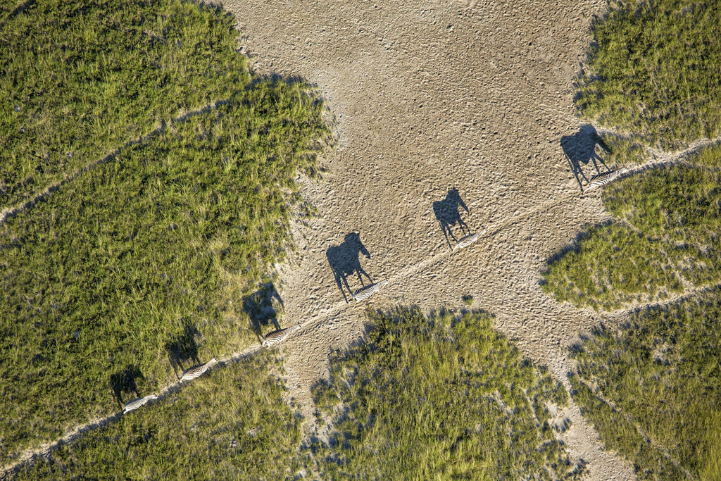 Zebra and Wildebeest Migration (November - April) gallery image 3