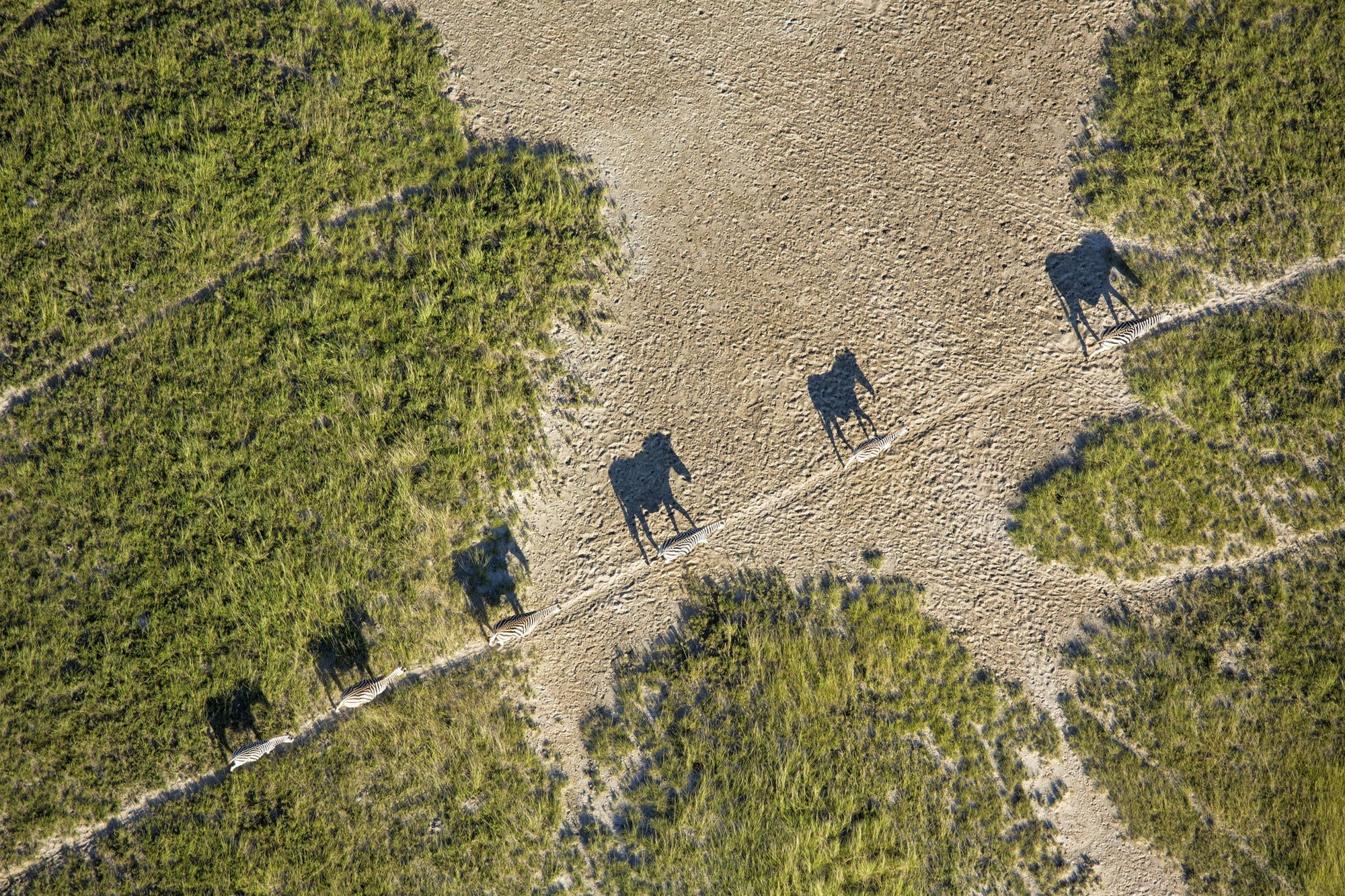 Zebra and Wildebeest Migration (November - April) gallery image 3