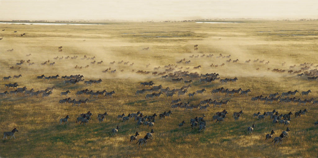 Zebra and Wildebeest Migration (November - April) gallery image 1