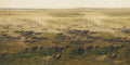 Zebra and Wildebeest Migration (November - April) gallery image 1