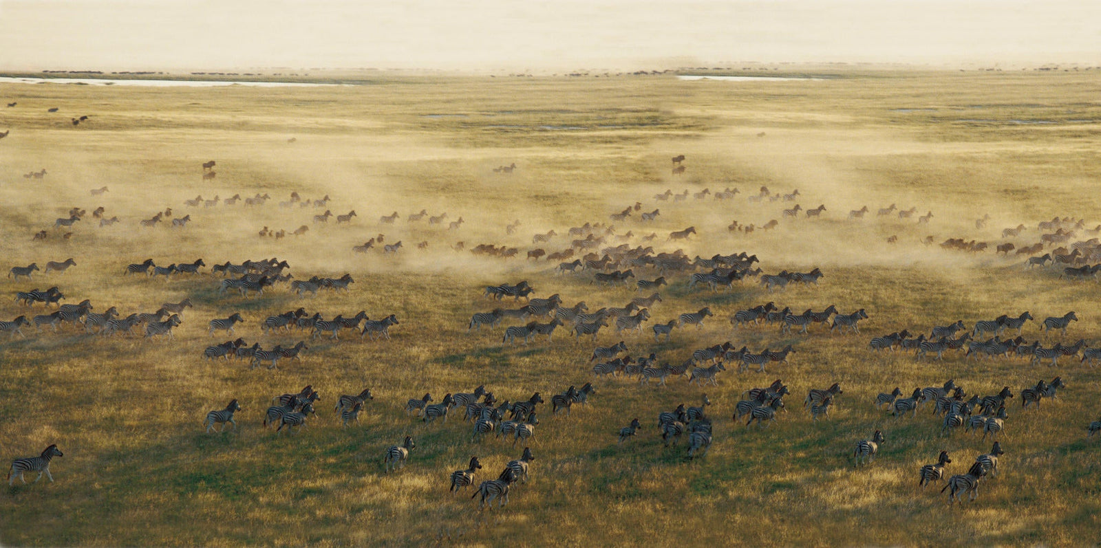 Zebra and Wildebeest Migration (November - April)