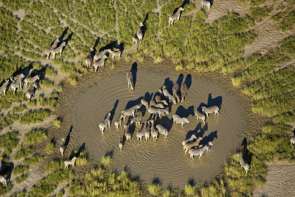 Zebra and Wildebeest Migration (November - April) gallery image 5