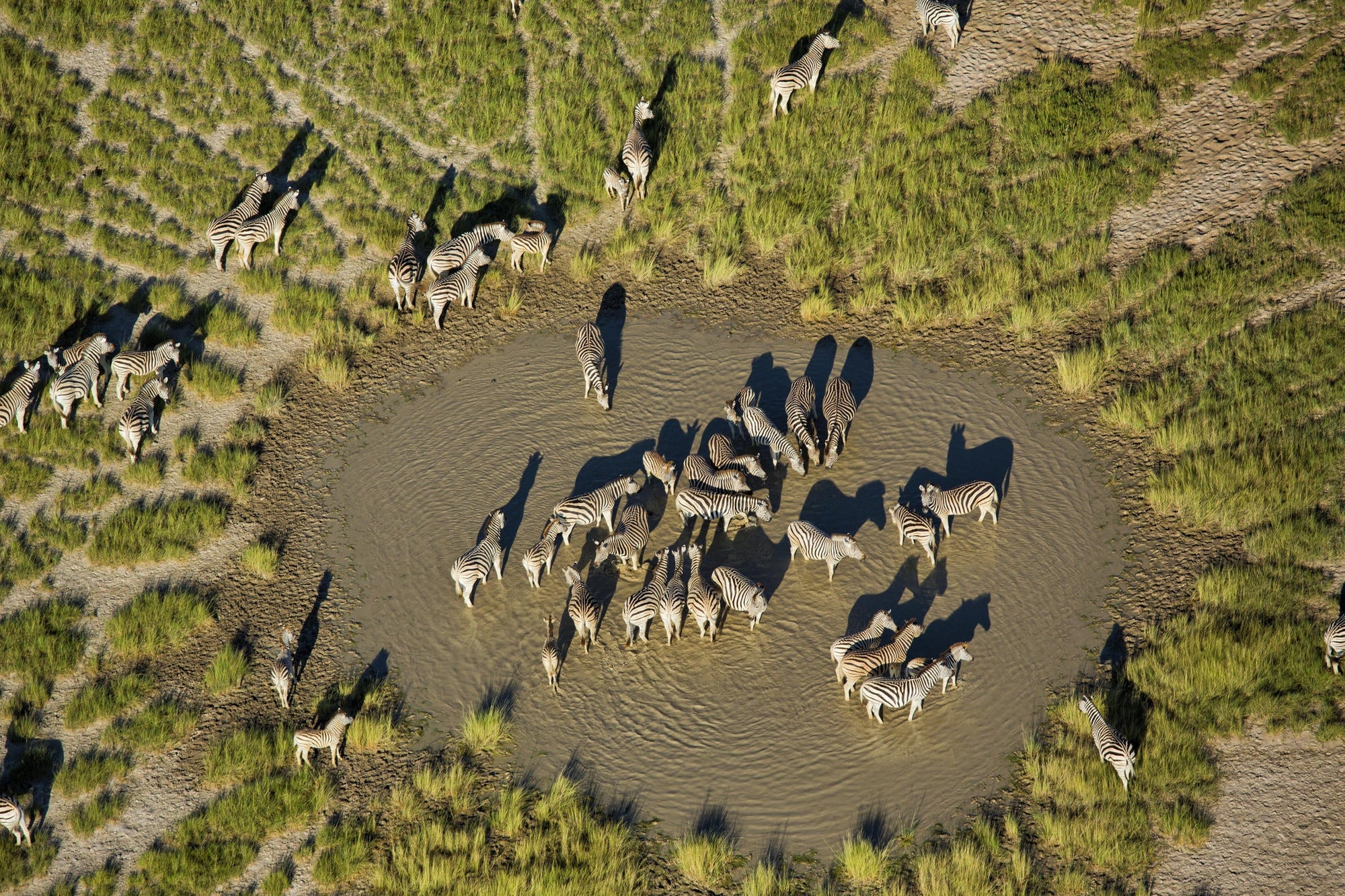 Zebra and Wildebeest Migration (November - April) gallery image 5