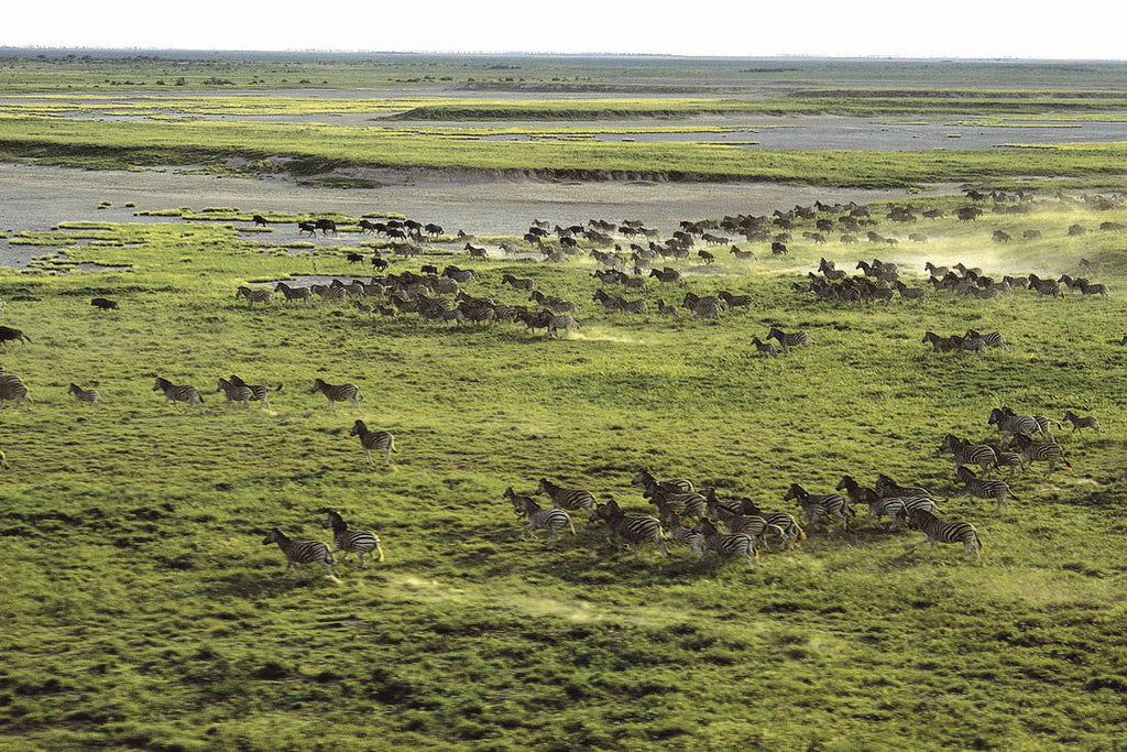 Zebra and Wildebeest Migration (November - April) gallery image 2