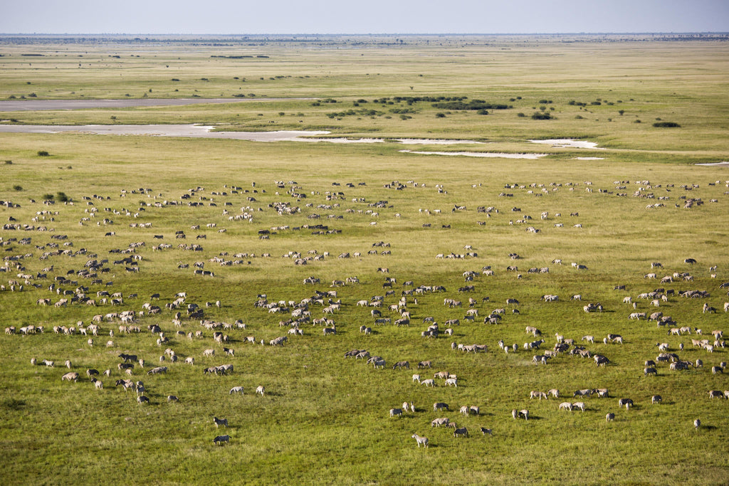 Zebra and Wildebeest Migration (November - April) gallery image 4