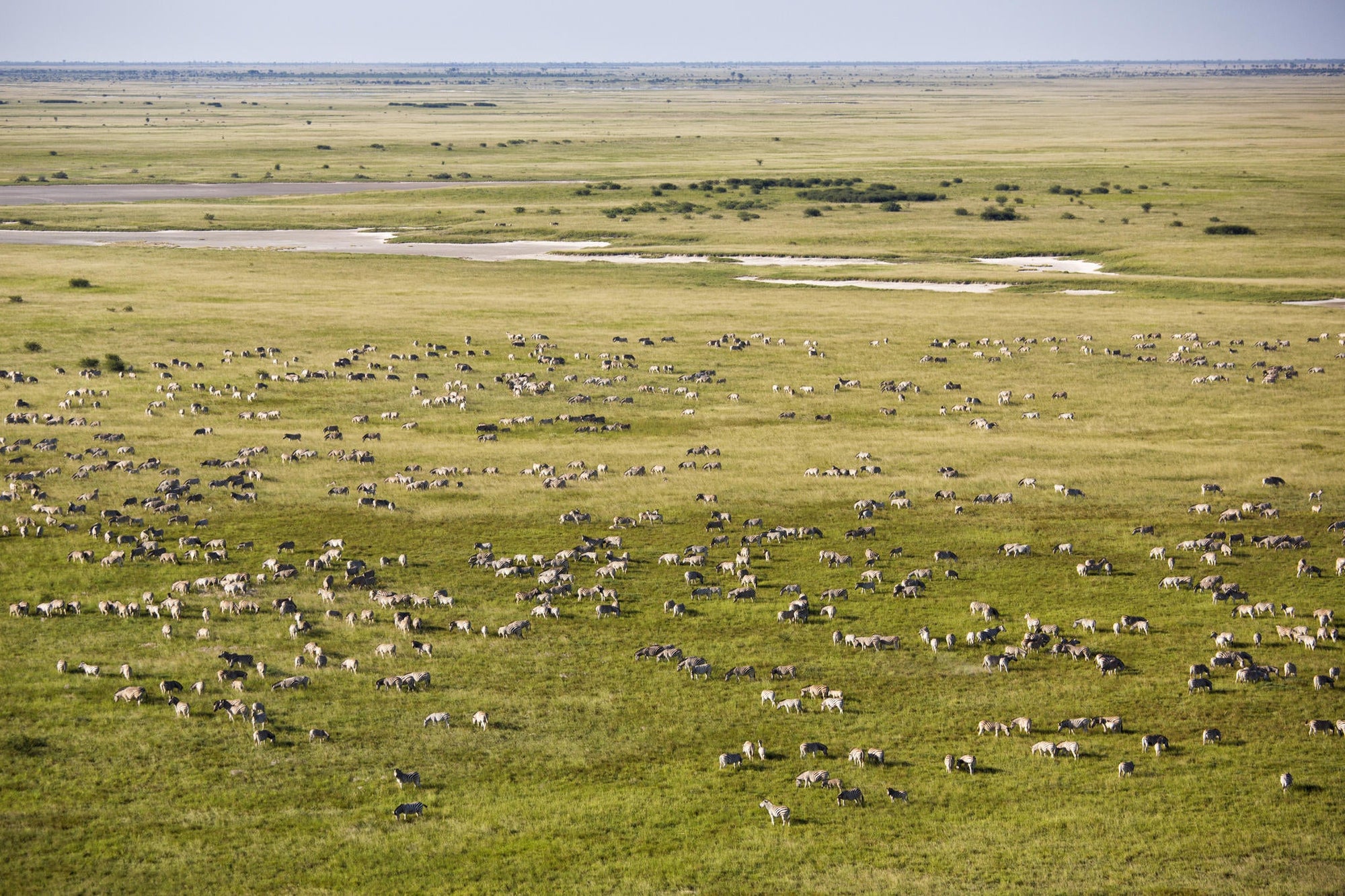 Zebra and Wildebeest Migration (November - April) gallery image 4