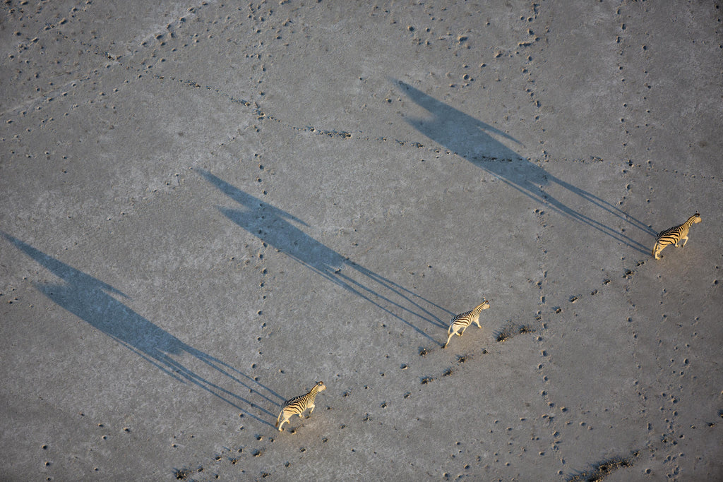 Zebra and Wildebeest Migration (November - April) gallery image 6