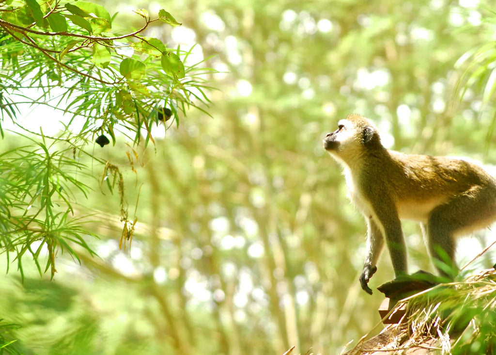 Migunga Tented Camp at Migunga Tented Camp, Mto wa Mbu, Tanzania.