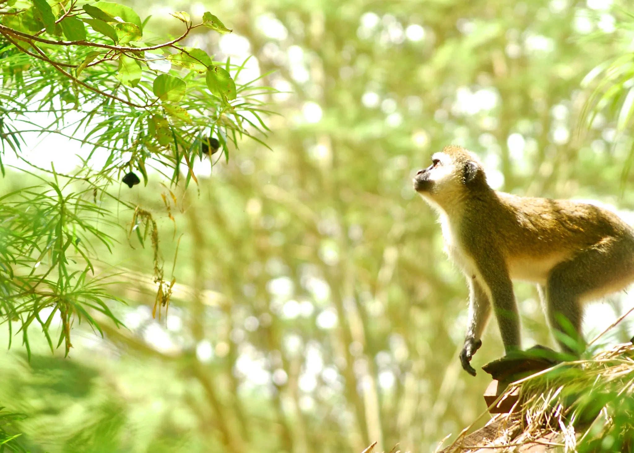 Migunga Tented Camp at Migunga Tented Camp, Mto wa Mbu, Tanzania.