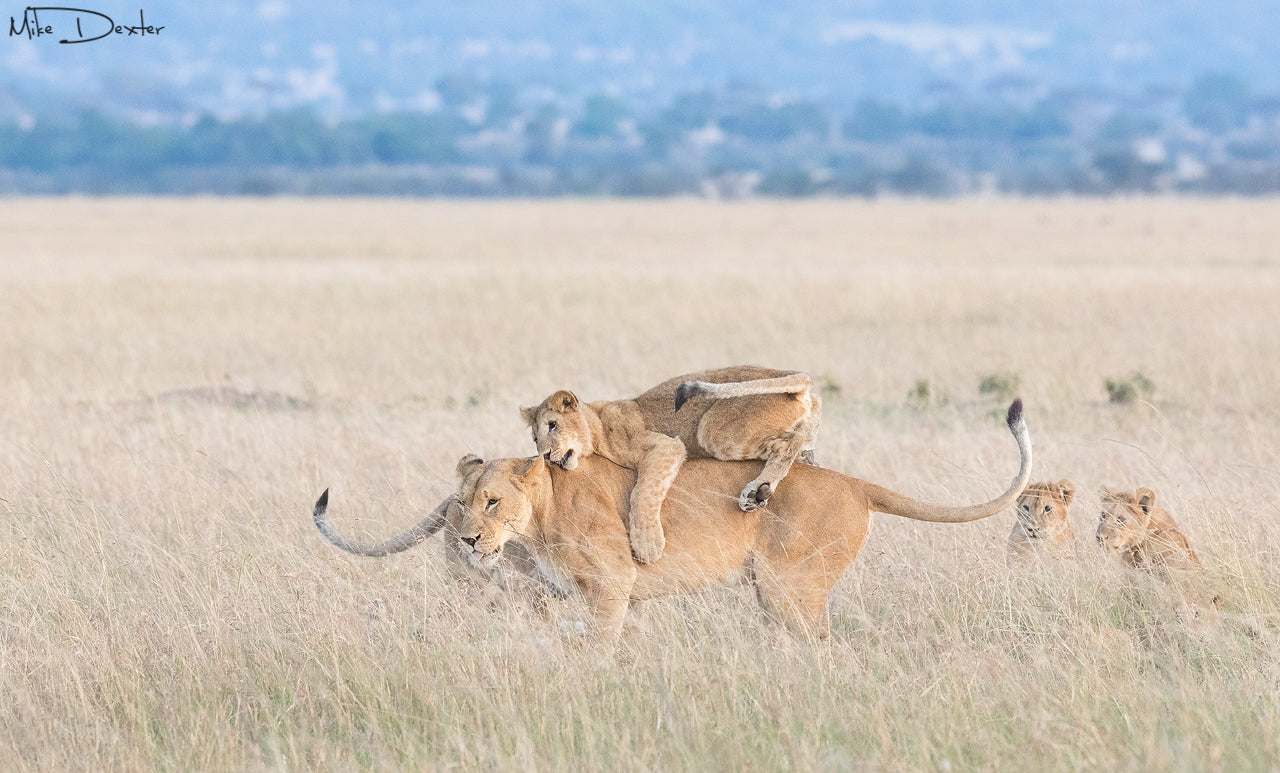 Game Drives 