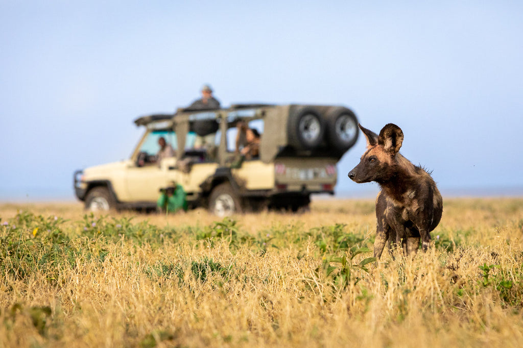 Game Drives 