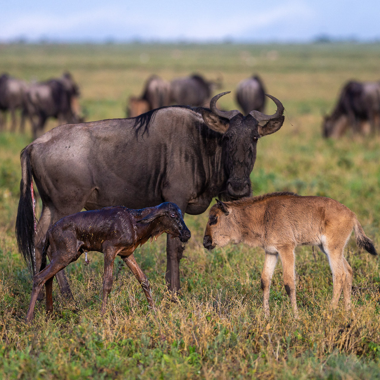 Game Drives 