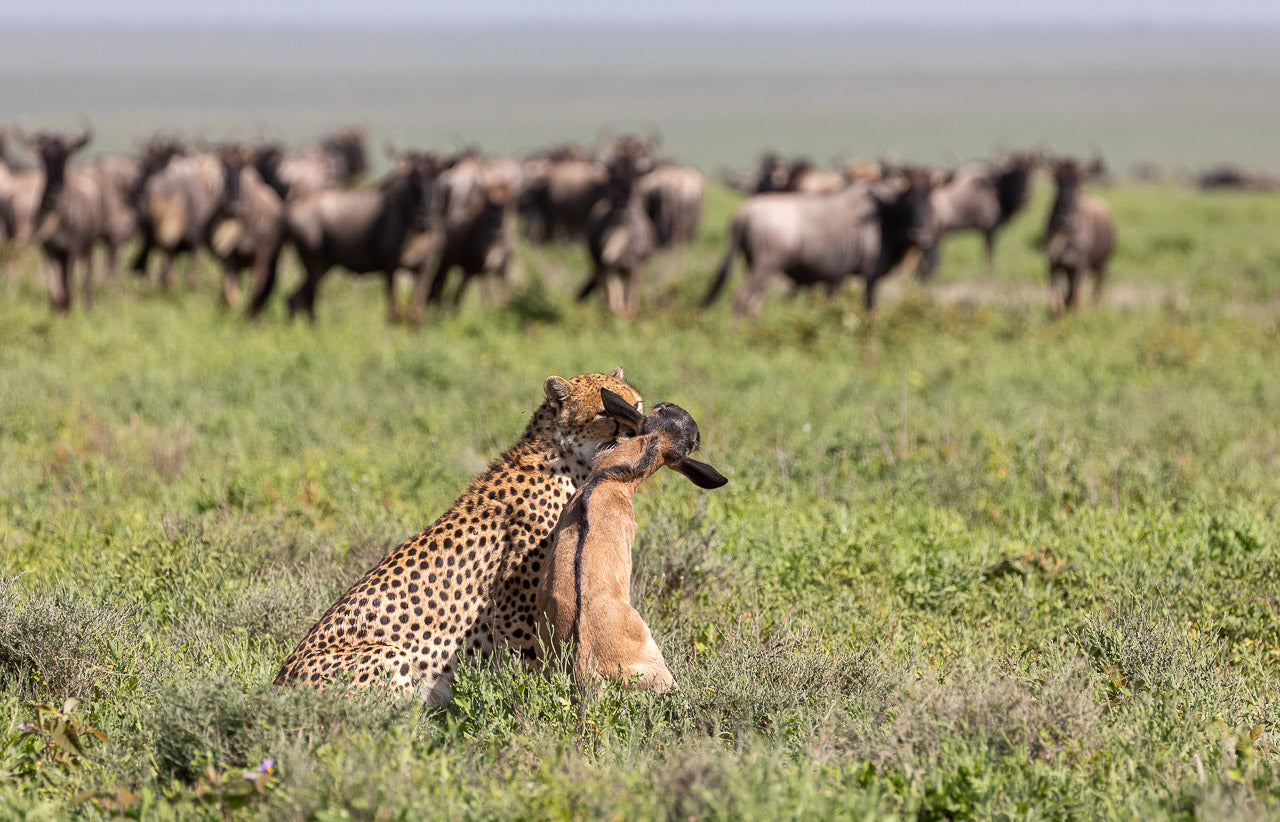 Game Drives 